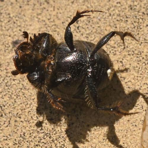 Onthophagus emarginatus